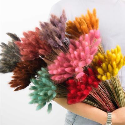 China Bunny Tails Rabbit Grass Dried Lagurus Ovatus dry bouquet of contact natural wholesale decorative flower flowers for sale