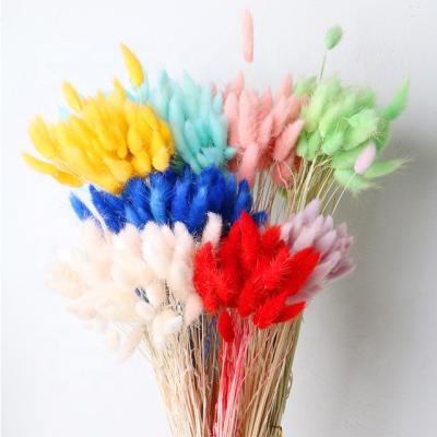 China Wholesale Natural Touch Dried Flowers Lagurus Ovatus Rabbit Bunn Grass Tail Bunny Tails For Home Office Decoration for sale