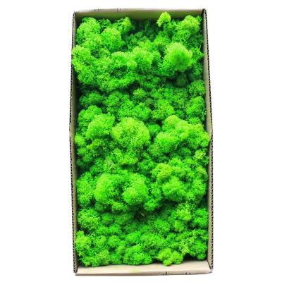 China 2021 Amazon Hot Selling Wholesale Home Decor Wholesale Wedding Party Store Stabilized Lichen Reindeer Moss Wall Art Preserved Moss for sale