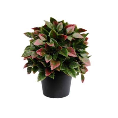 China Modern Novel Products Customized Mini Potted Creative Artificial Succulent Plants for sale