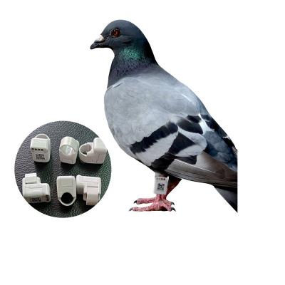 China Pigeon Tracker Gps Racing Pigeon Chip Ring With Real Time Training Tracking Positioning Viable for sale