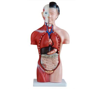 China Medical School Medical Science Training Model Anatomical Manikin Female Torso With 15 Parts BC1031-002B for sale