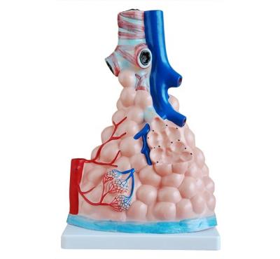 China Medical College Hospital School Medical Teaching Training Magnified Pulmonary Alveoli Model BC1101-02 for sale