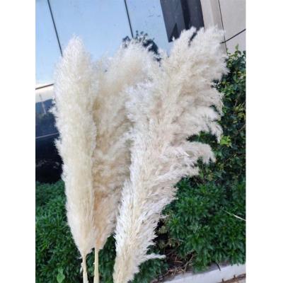 China Preserved Flowers Dried Natural Dry Pampas Flowers Ornament Decoration Beautiful Long Hair Dried Flower Dried Pampas for sale