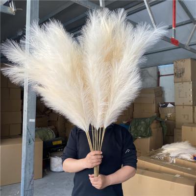 China Artificial Pampas Customized Cream Faux Pampas Large Size Fluffy Beige Artificial Pampas Grass for sale