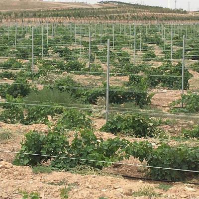 China Easily Assembled Hot Dipped Galvanized Metal Vineyard Trellis Stake For Vineyard Post for sale