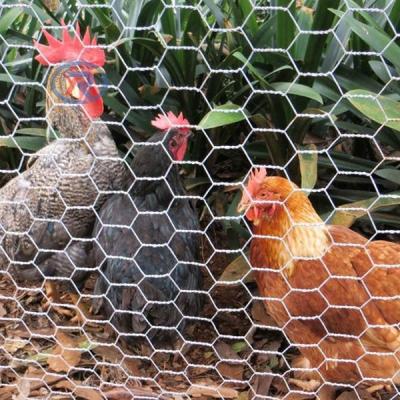 China Easily Assembled Hot Dipped Galvanized Hexagonal Chicken Wire Mesh PVC Coated Chicken Fence for sale