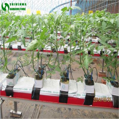 China Hydroponic Tomato Growing System Supplies Hydroponics And Rock Wool For Greenhouse for sale