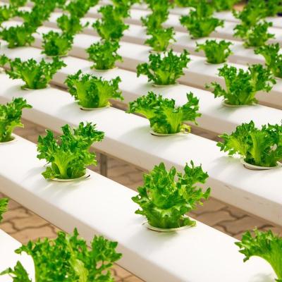 China Lettuce Growing NFT Horizontal Hydroponics Growing Farm For Lettuce/Growing Herbs/Salad for sale