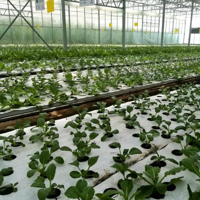 China DFT Farms Hydroponics Growing System for Leafy Vegetable/Lettuce/Salad Herb Growing for sale