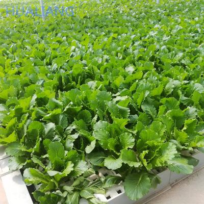 China DFT Easy Growing Horizontal Floating Hydroponics For Greenhouses Agricultural Vegetable Growing for sale