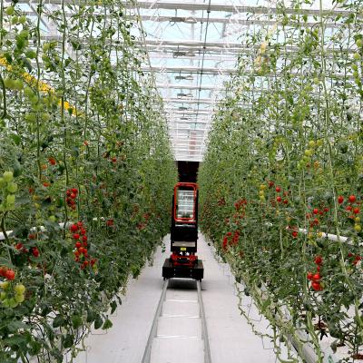 China Farms Growing System Multi-span Greenhouses Agricultural Hydroponics Growing System For Tall Tomato for sale