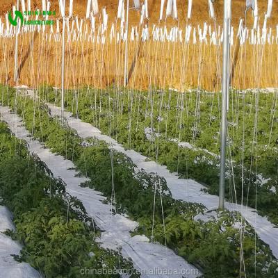 China Easy Growing Coconut Peat Single Cultivation Used For Greenhouse Agricultural Hydroponics For Growing Tomatoes Cucumber for sale