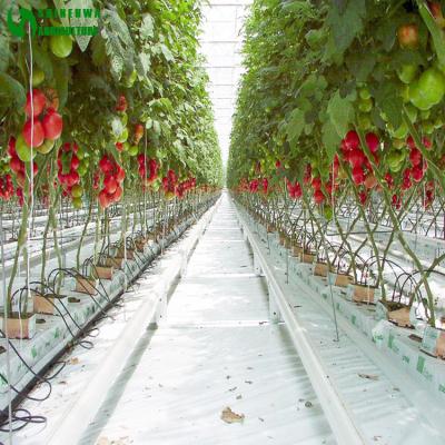 China Easy Growing Rockwool Growing Media Cultivation For Greenhouses Agricultural Vegetable Growing for sale