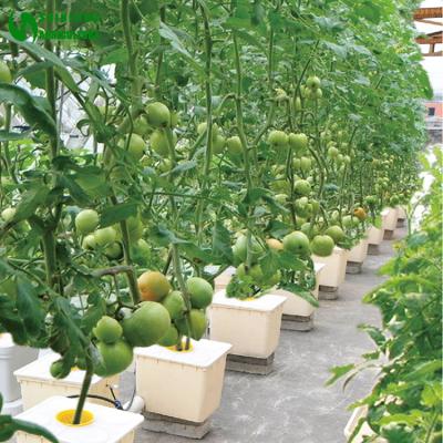 China Easy Growing Agricultural Greenhouse Bucket Dutch Culture For Planting Tomatoes for sale