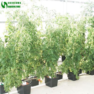 China Easy Growing Dutch Hydroponics Supplies Bucket System Used For Plastic Agriculture Green House for sale