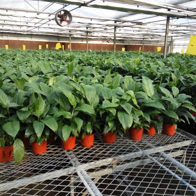 China Nursery Flower Cultivating and Orchid Cultivating Greenhouse Used Movable Rolling Bench and Movable Seedbed for sale