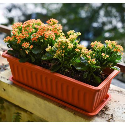 China Durable Material Cheap Bright Colors Plastic Rectangle Engraving Design Planter Potted Plant Flower Pot Tray for sale