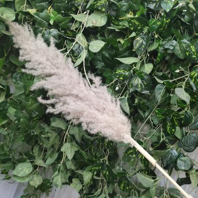 China Dry Pampas Home Nature Grain Wedding Decoration Flower Decoration Party Wedding HEN Decorative Plants Material Origin for sale