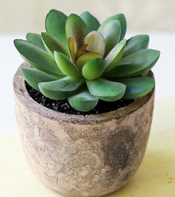 China Wholesale PVC mini succulent plant as a gift for sale