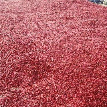 China Jiaozhou Fumanxin Chilli Powder Dry Red Red Chilli Powder for sale