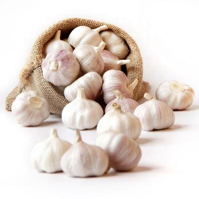 China /Factory hot sale of new culture 2019 fresh fresh garlic price for sale