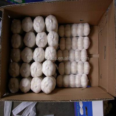 China Fresh garlic from fresh new crops for sale