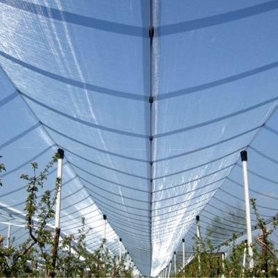 China Durable Anti Hail Nets Vineyard Hail Protection Net From Yemen for sale