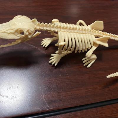 China Popular Popular Dinosaur Toy Dinosaur Skeleton Dig Skeleton Kit for Kids Educational Games Toys for sale