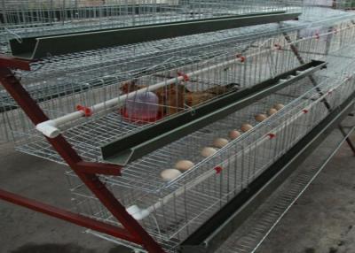 China A galinha do equipamento de cultivo das aves domésticas da grelha da economia do espaço Egg o equipamento agrícola à venda