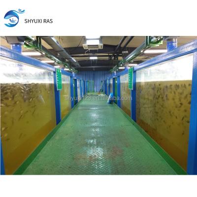 China Digital Large Scale Indoor Monitoring Aquaculture Circulation System SHYX-RAS1000 Design for sale