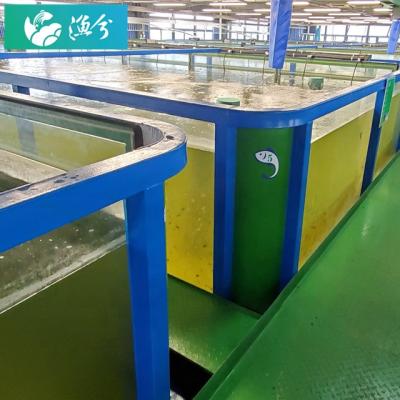 China Aquaculture Fish Farming High Density Circulating Water Shrimp Indoor Automated Farming System for sale