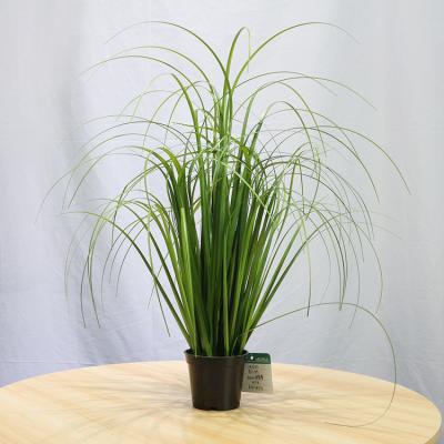 China 2019 Living Room New Arrival Artificial Bonsai Onion Grass 48cm H Potted Onion Grass for sale