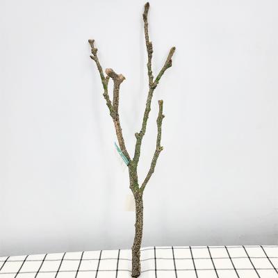 China 61cm Home Branch Plastic Tree Branches Christmas Stems Home Bedroom Artificial Decoration for sale