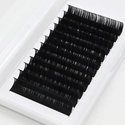 China Individual Wholesale Classic PBT Natural Black Korean Long Fiber Eyelash Extensions Tray Lashes Supplier for sale