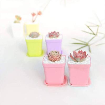 China Plant Pot Succulent Flower Pot For Plant FD65 Succulent Plant Plastic Succulent Flower Pots for sale