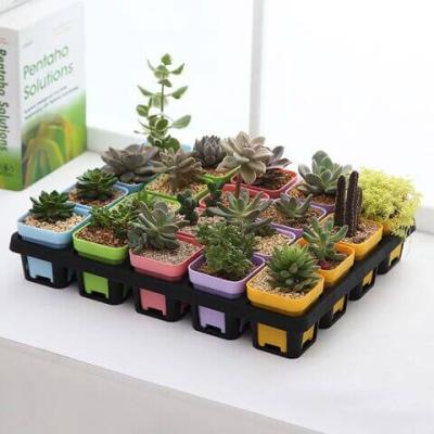 China CLASSIC Colorful Plastic Planters Pot Trays Small Square Flower Pots For Succulent Plants for sale