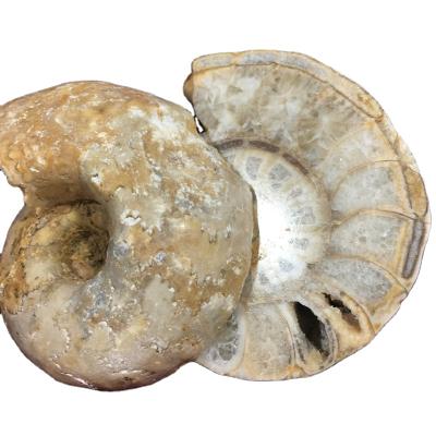 China China Wholesale Natural Ammonite Crystal Snail Fossil Conch Ammonite Semi Polishing Fossil Fossil With Gift Box For Home Decoration for sale