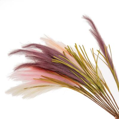 China Hot Selling Durable Dried Natural Pampas Grass For Decoration for sale