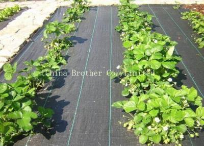 China 80gsm Non Woven Weed Control Fabric For Vegetables for sale