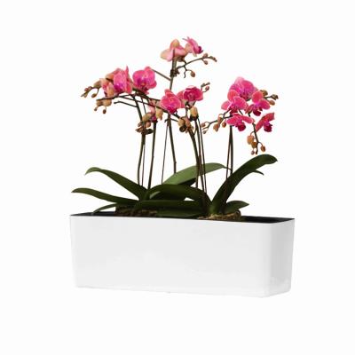 China Minimalist For Sale Rectangular Flower Bowl Flower Pot Stand Self Watering Plastic Flower Pots for sale