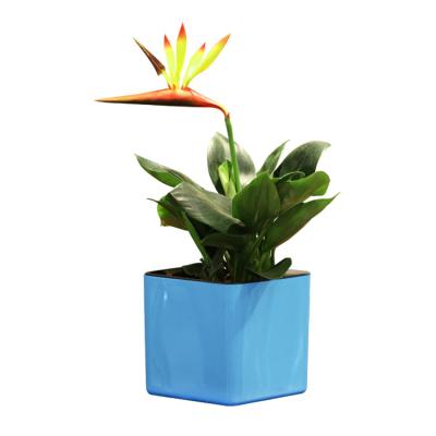 China New flower modem self-suction flower pot Plastic Rubik's cube injection flower pot popular pot producer for sale