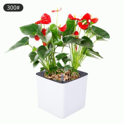 China Minimalist ensure your houseplants pots planters and flowers have an ideal drain tray while not having to worry about under watering them for sale