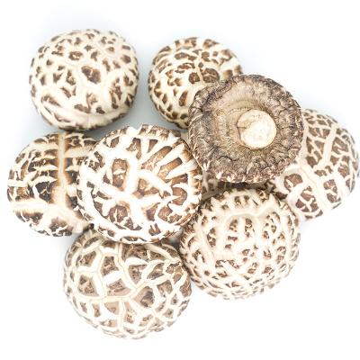 China Forasen Farmmi 3-4cm dry hot sale shiitake mushroom China dried shiitake mushroom for sale is mushroom magic for sale