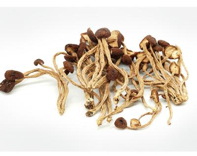 China Agrocybe Aegerila Dried Dry Mushroom Farmmi Dried Tea Tree Mushroom Forasen for sale