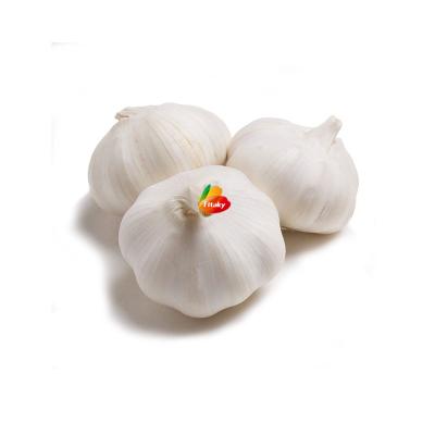 China 2020 China Fresh Hot Selling Fresh Normal White Garlic Bulk for sale