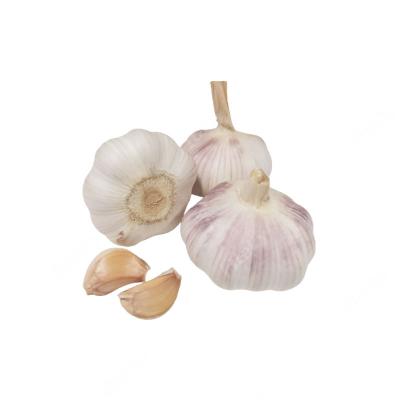 China Wholesale Fresh High Quality Pure White Garlic Malaysia Garlic for sale