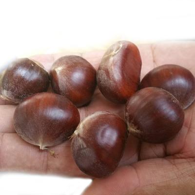 China Cool Long Time Storing 10Kg Hebei Chestnut for sale