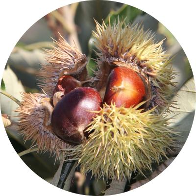 China Tianjin Natural Sweet Chestnut for sale