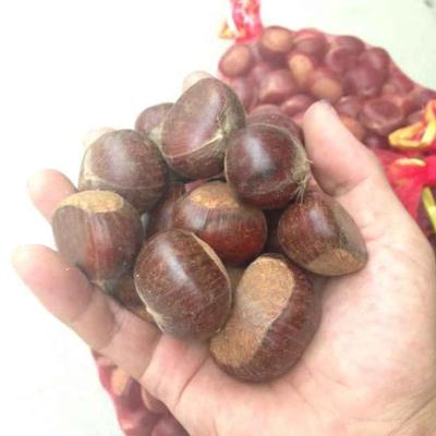 China New Size Big Crop Organic 40 Bulk--60 Kernels Fresh Chestnuts For Sale for sale